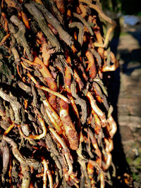 Close-up of insect on tree trunk