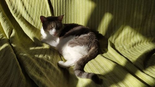 High angle view of cat relaxing at home