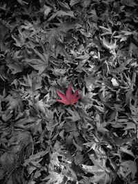 High angle view of flowering plant on field