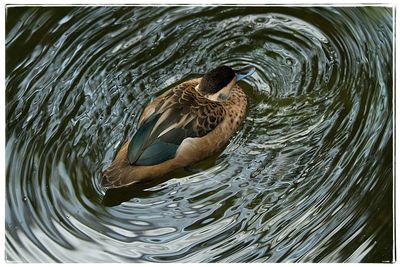 Close-up of duck swimming in lake