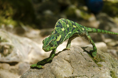 Close-up of chameleon on rock
