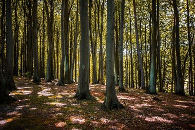 Trees in forest