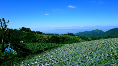 Scenic view of agricultural field against blue sky