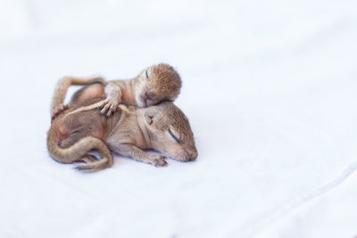 Close-up of newborn chipmunk sleeping against white background