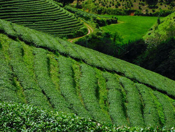 agriculture