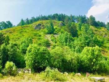 Scenic view of forest against sky