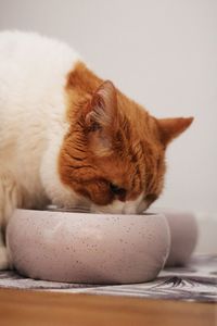 Close-up of cat lying on table