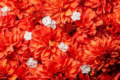 Full frame shot of red flowering plants