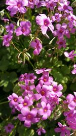 Close-up of pink flowers