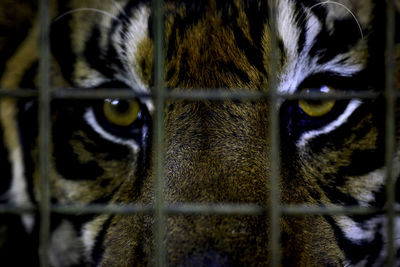 Close-up of sumatran tiger looking through cage