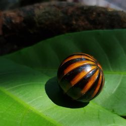 Close-up of insect on leaf