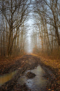 Scenic view of forest during autumn