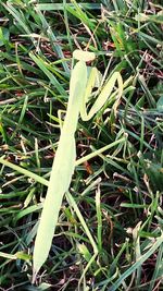 Close-up of grass growing on grassy field