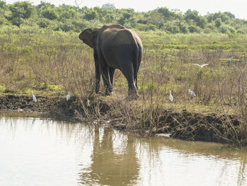 View of elephant in lake