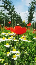 Close-up of red poppy flowers on field