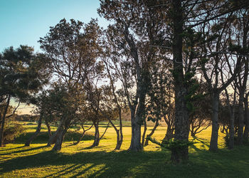 Trees on field against sky