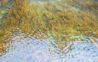 High angle view of fish swimming in sea