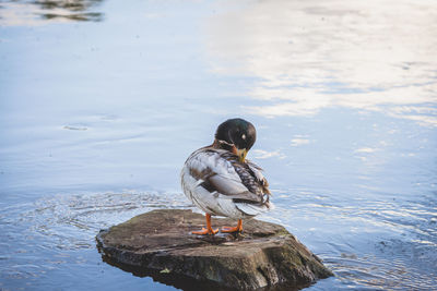 Bird perching on a lake