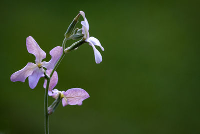 Close-up of flowers blooming outdoors