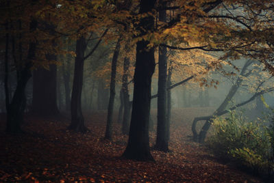 Autumn trees in park during foggy weather