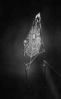 Close-up of spider on web against black background