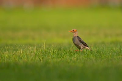 Bird perching on a field