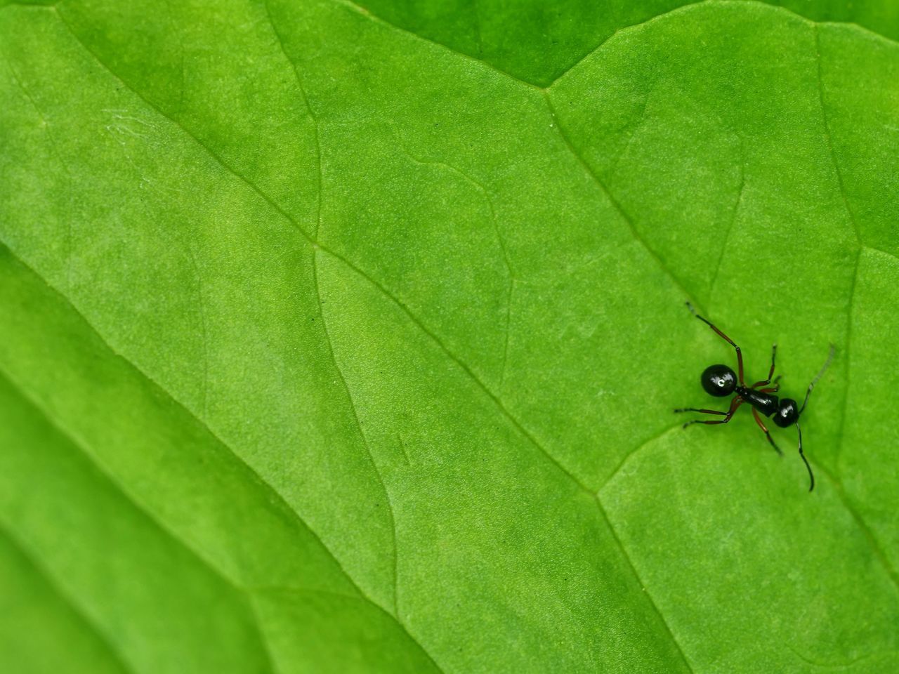 CLOSE UP OF ANT ON LEAF