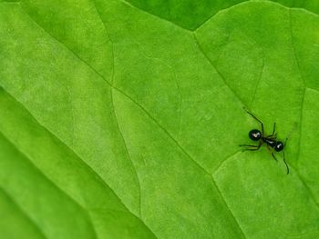 Close-up of ant on leaf