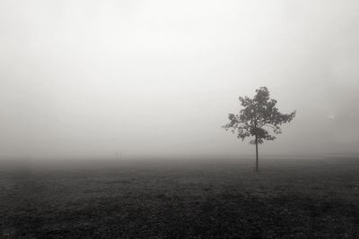 Tree on field against sky