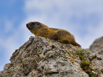 Low angle view of groundhog on rock