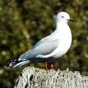 Close-up of seagull perching on rock