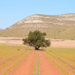 Scenic view of agricultural field against clear sky