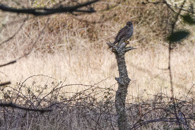 Bird perching on a tree