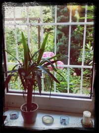 Potted plants on window sill