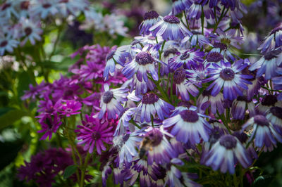 Close-up of purple flowers blooming