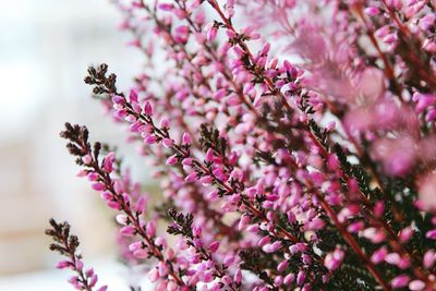 Close-up of pink flowers on tree