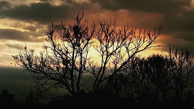 silhouette, sky, sunset, bare tree, tranquility, tranquil scene, cloud - sky, beauty in nature, scenics, nature, branch, cloudy, tree, cloud, plant, growth, idyllic, dusk, dramatic sky, outdoors