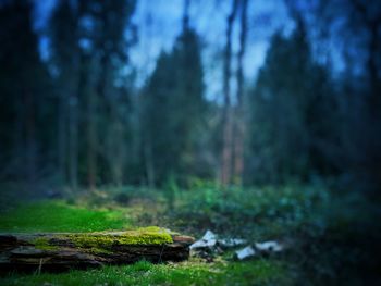 Close-up of bird in forest