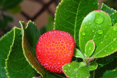 Close-up of arbutus growing on plant