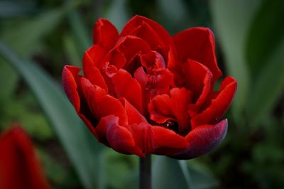 Close-up of red flower