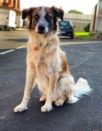 Portrait of dog sitting on road
