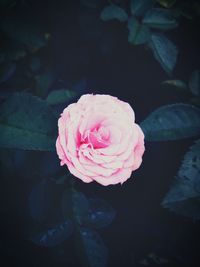 Close-up of pink rose blooming outdoors