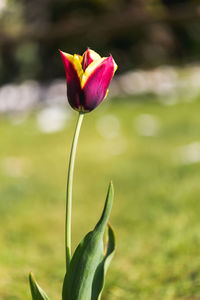 Close-up of red flower bud