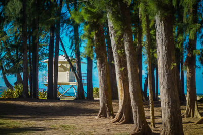 View of trees in forest