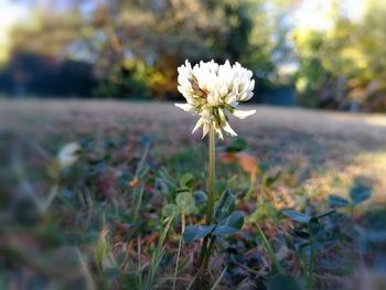 Close-up of white flower blooming on field