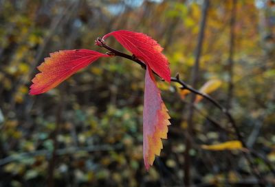 Close-up of red maple leaves on branch