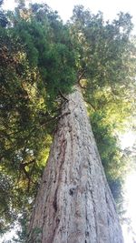 Low angle view of tree against sky