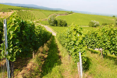 Scenic view of vineyard against clear sky