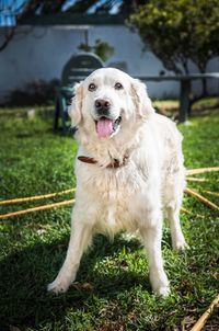 Portrait of dog on field