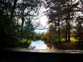 View of river passing through forest